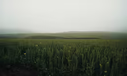 green grass field with distant hills on a foggy day