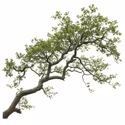 a large green tree with a lot of branches