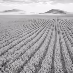 there are many different sizes of lines in the field