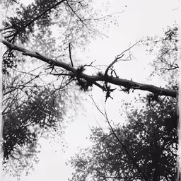 a tree branch in front of a white sky