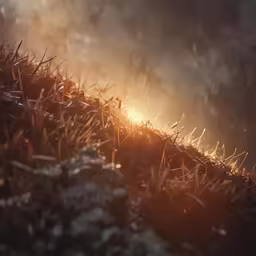 a bunch of grass with the sun behind it