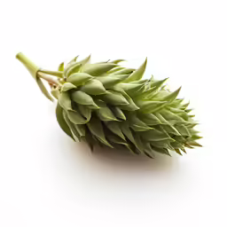 a close up of a plant on a white surface