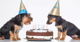 two dogs sitting next to each other and with hats on