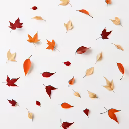 there is a white surface covered in red and orange leaves
