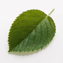 a single leaf on a white background