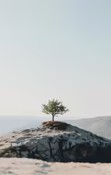 a lone tree on top of a large rock