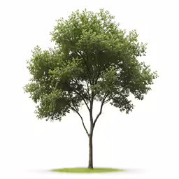a leafless tree with green leaves is on a plain background