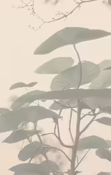 a green plant with big leaves in it