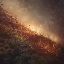 grass is growing in the dark and light on the slope