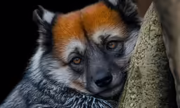 an animal with its face between some rock