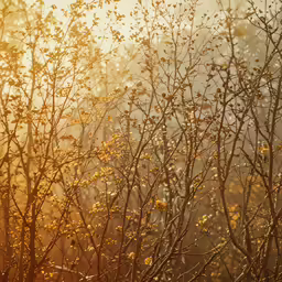 the yellow stems of small trees are near a forest