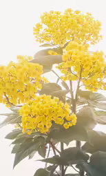 a bush with yellow flowers in front of the camera