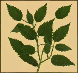 a plant is shown in this picture and its leaves are green,a small branch of a leafy green tree