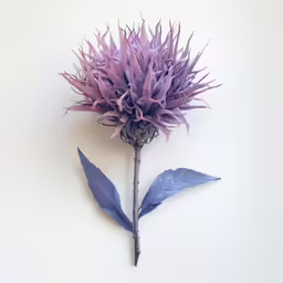 this is an overhead shot of a purple flower
