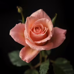 a pink rose is blooming in a black background