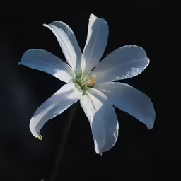 a very beautiful blue flower with white petals