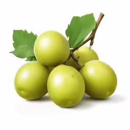 several green berries are gathered around a branch