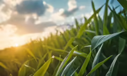 a lush green field of grass under a blue cloudy sky