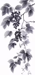 some leaves and a berry in black and white