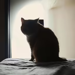 a brown cat sits on top of a bed