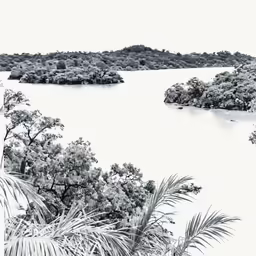 some trees bushes and water in black and white