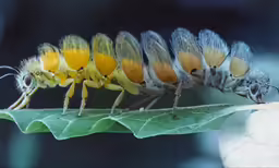 some very pretty bugs lined up on a leaf