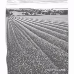 a field that is very long and has some lines on it