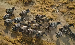 a herd of zebras and a group of wild antelope