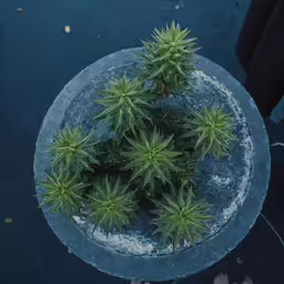 an overhead view of a potted plant on a round table