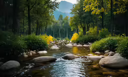 a stream in the woods with rocks on the shore