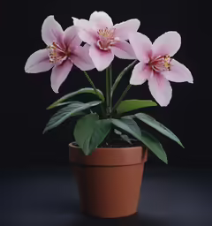 a pink flower on a potted plant with dark background
