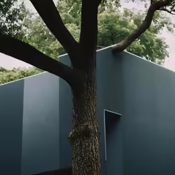 a tree and a gray building are beside each other