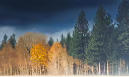 snow, pine and sky covered in clouds near trees