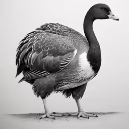 a large black and white bird with two long legs