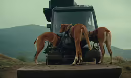 some horses are eating something out of the back of a truck