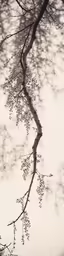 a bird perched on top of a tree branch