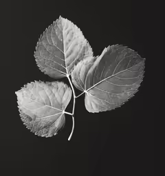 two white leaves on a black background
