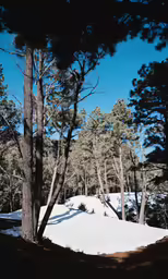 a group of trees standing in a snow covered forest
