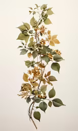 a branch that has some small flowers and leaves on it