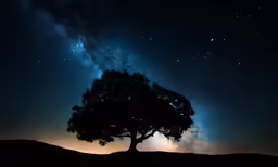 there is a very large tree standing in the dark with a sky full of stars