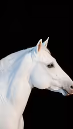 an almost white horse with a black background