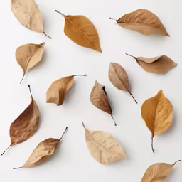 the different colors of leaves are arranged on the table