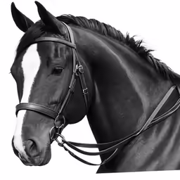 a black horse with a white face is seen