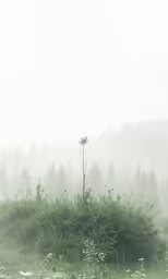 a very tall grass and tree on a foggy day