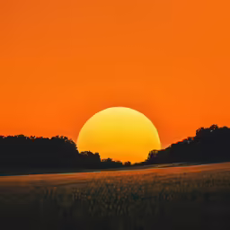 the sun rises over the tree line in a field