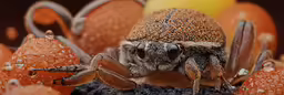 a close up view of a large spider with small drops