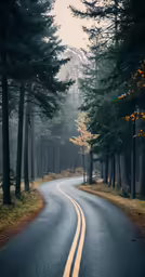 a deserted road surrounded by evergreens in the middle