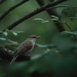 a bird sits on a tree branch with leaves around it