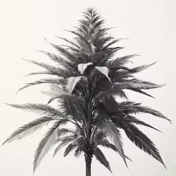 a tree is shown in black and white with an airplane flying overhead