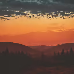 sunset with birds flying over the trees in the foreground